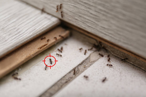 Professional Pest Control in Lake Of The Woods, IL