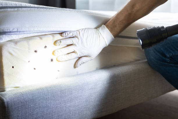 Best Insect Control  in Lake Of The Woods, IL