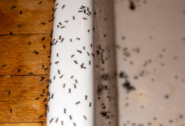 Insect Control in Lake Of The Woods, IL