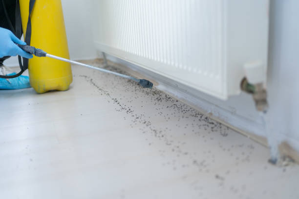 Best Termite Control Services  in Lake Of The Woods, IL